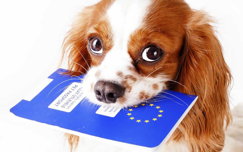 dog passport brexit