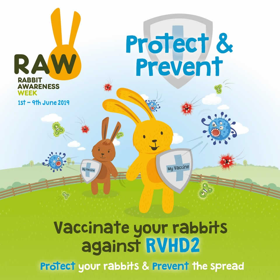 Rabbit awareness week