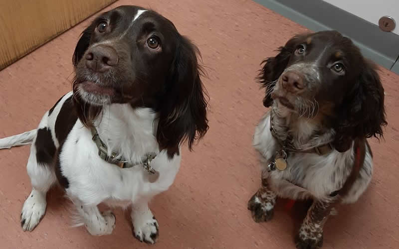 2 spaniels at Bicester vets