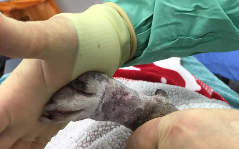 Jasper's foot after tendon releasing surgery