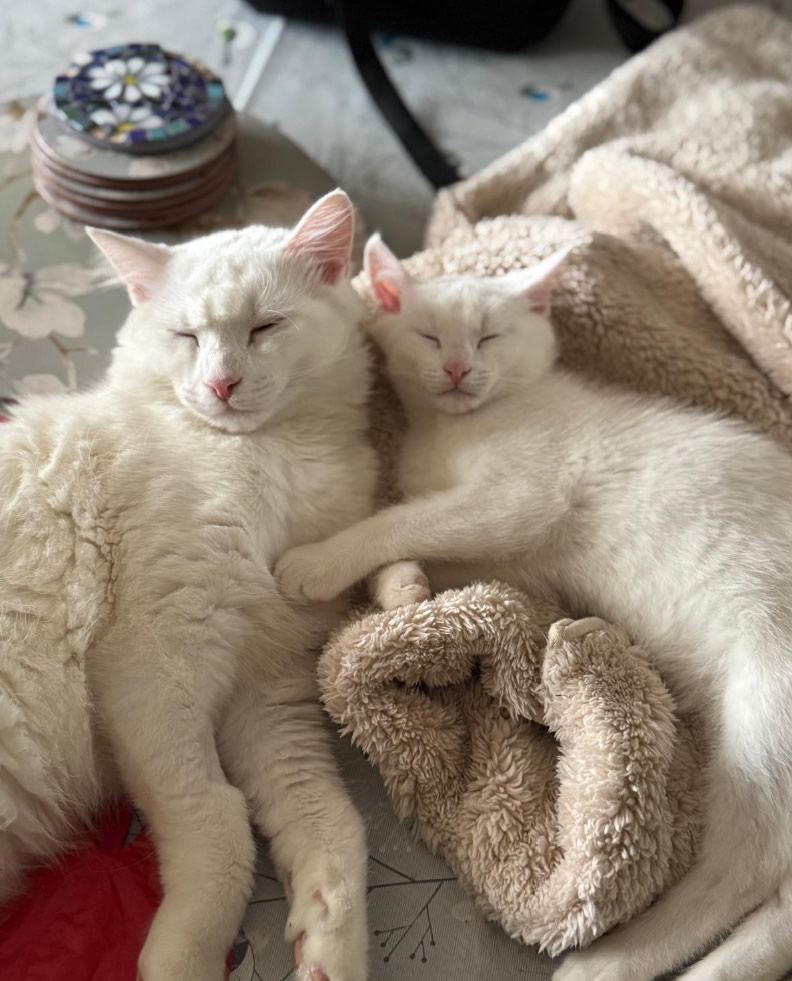 Mash and Waffle resting