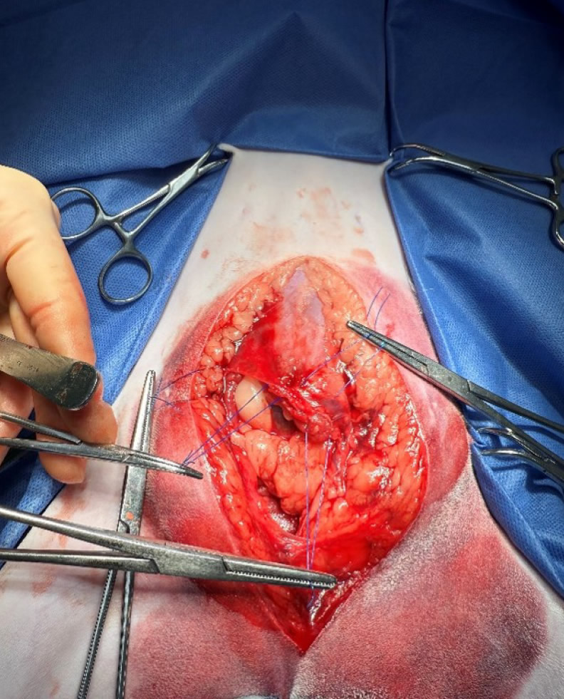 Abdominal surgery cat at Bicester vets