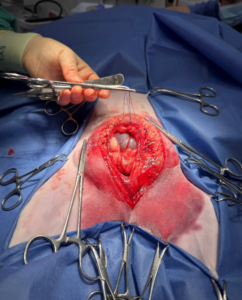 Abdominal surgery cat at Bicester vets