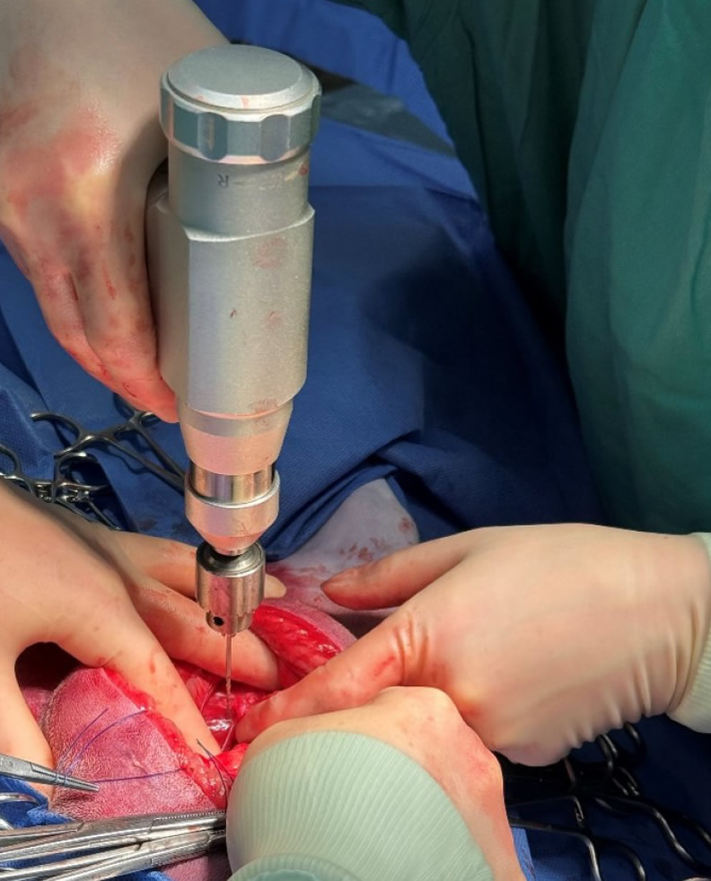 Abdominal surgery cat at Bicester vets