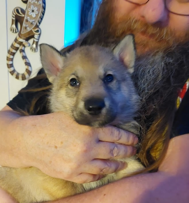 beorn Gangster Barney