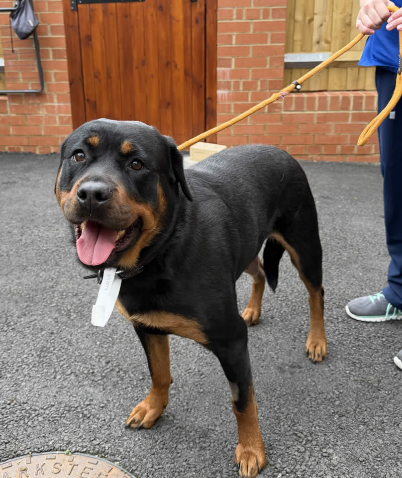 Darcie Rottweiler Bicester vets
