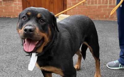 Brave Darcie Bounces Back After Knee Surgery