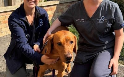 Copper’s Recovery from a Life-Threatening Chest Infection