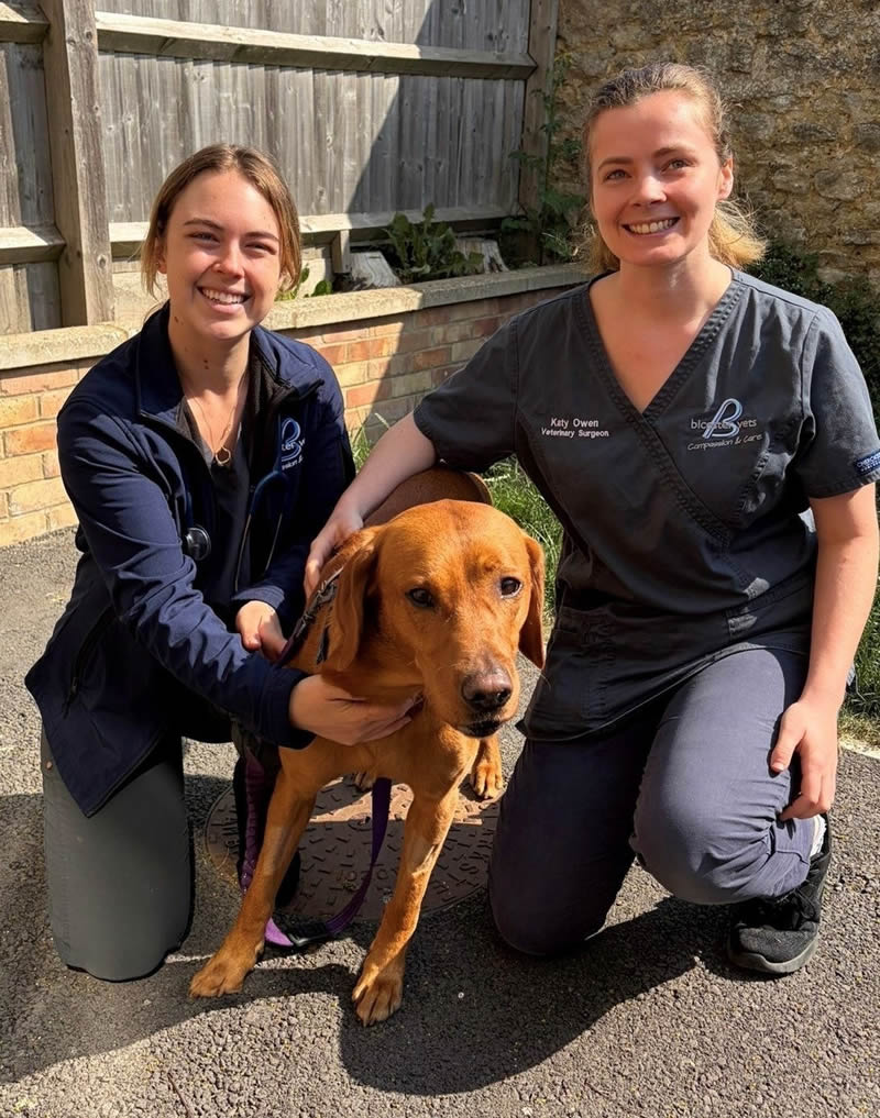 Darcie Rottweiler Bicester vets