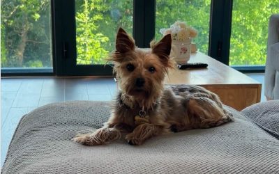 🐶 Ozzy’s Hair-Raising Adventure! 🐶